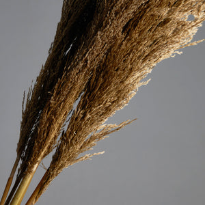 Pampas Grass Bundle of 5 stems Natural Brown