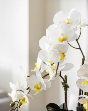Artificial Trio White Orchid Arrangement