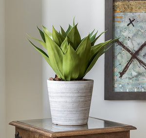 Potted Agave tree