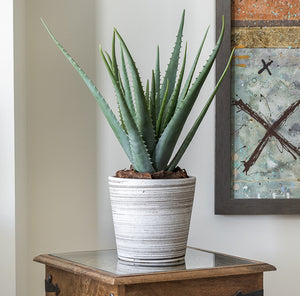 Potted Aloe Vera Tree