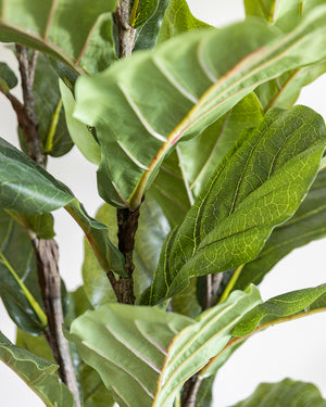 Artificial Fiddle Tree Plant 170cm (w/o pot)