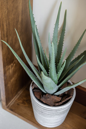Potted Aloe Vera Tree