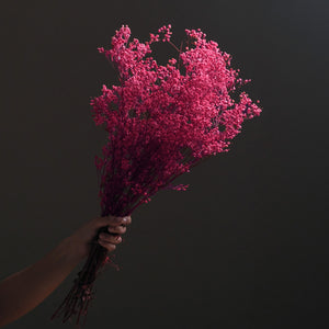Dried Gypsophila BroomBloom - Pink