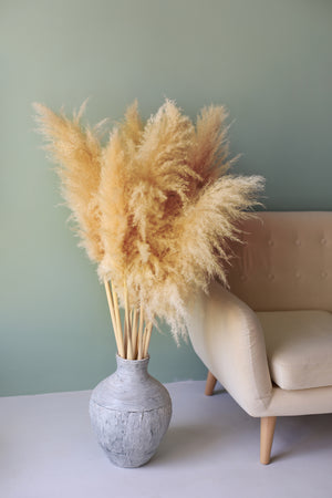 Pampas Grass Bundle of 3 stems