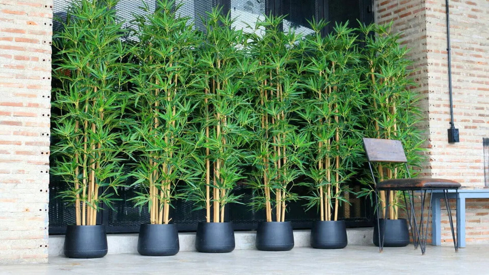 Bamboo
