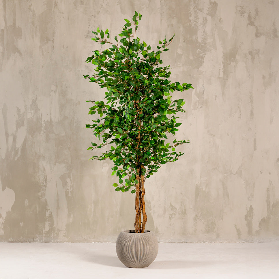 Artificial Ficus Tree Plant 210cm (W/O Pot)