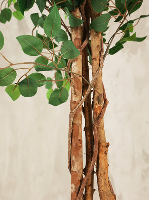 Artificial Ficus Tree Plant 210cm (W/O Pot)