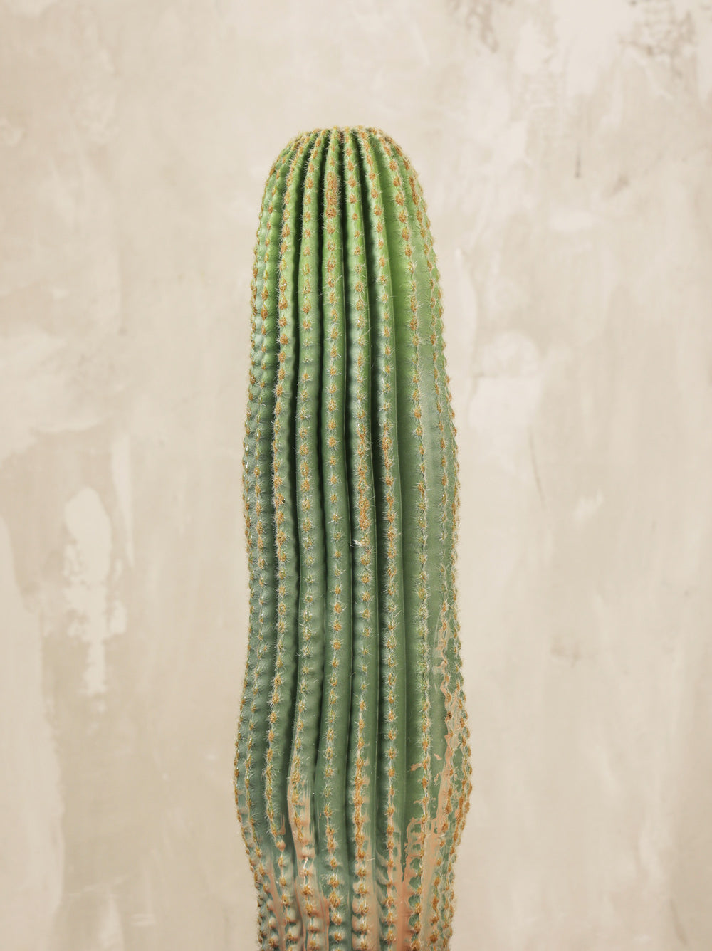 Artificial Cactus Single Plant 70cm (W/O Pot)