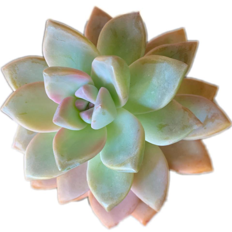 Artificial Small Succulent flower