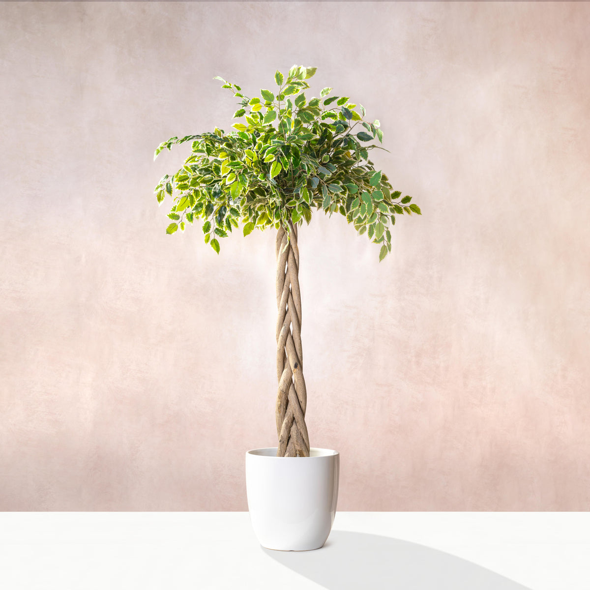 Artificial Braided Ficus Tree Plant 180cm (W/O Pot)