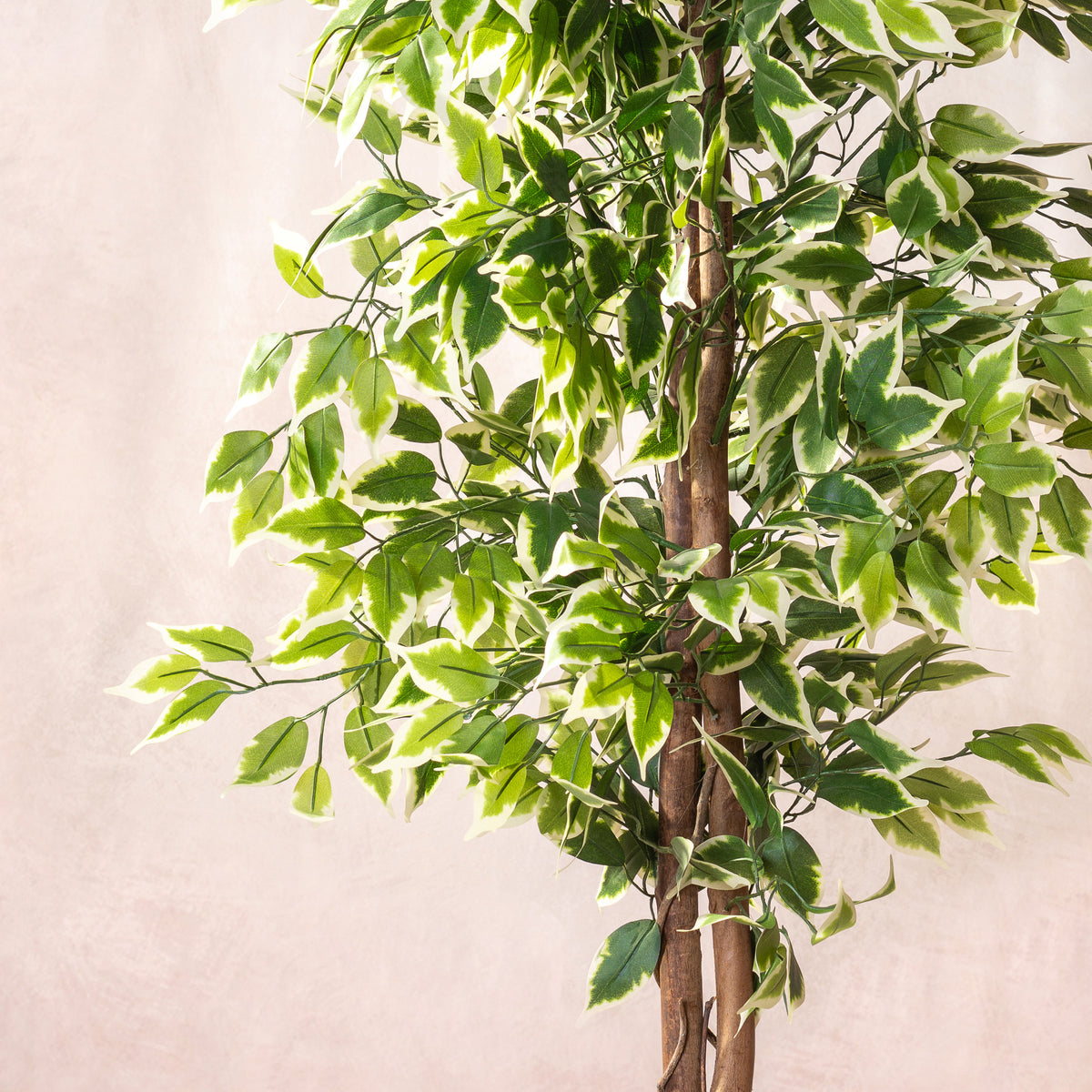 Artificial  Ficus Variegata - Natural Trunk 180cm (W/O pot)