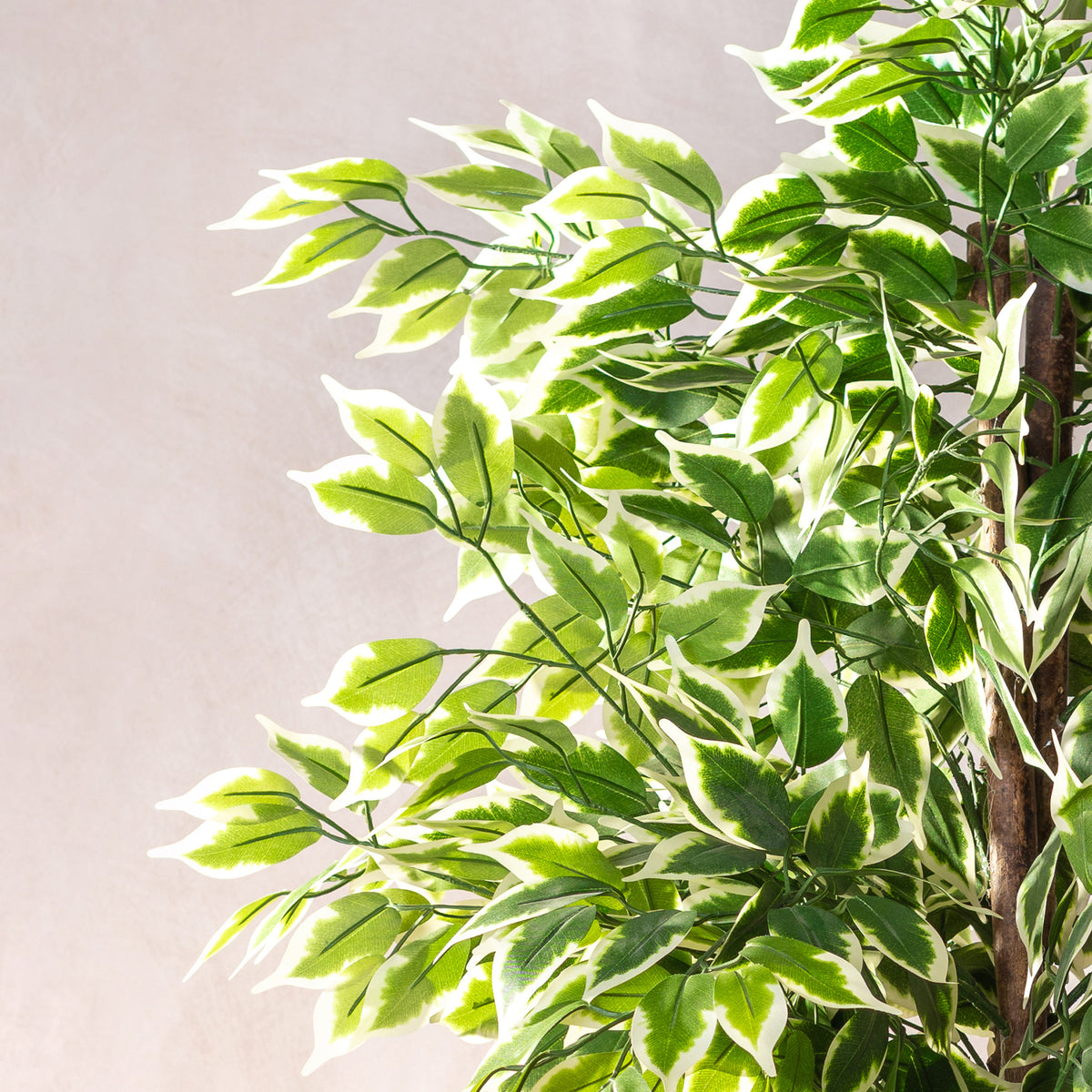 Artificial  Ficus Variegata - Natural Trunk 180cm (W/O pot)