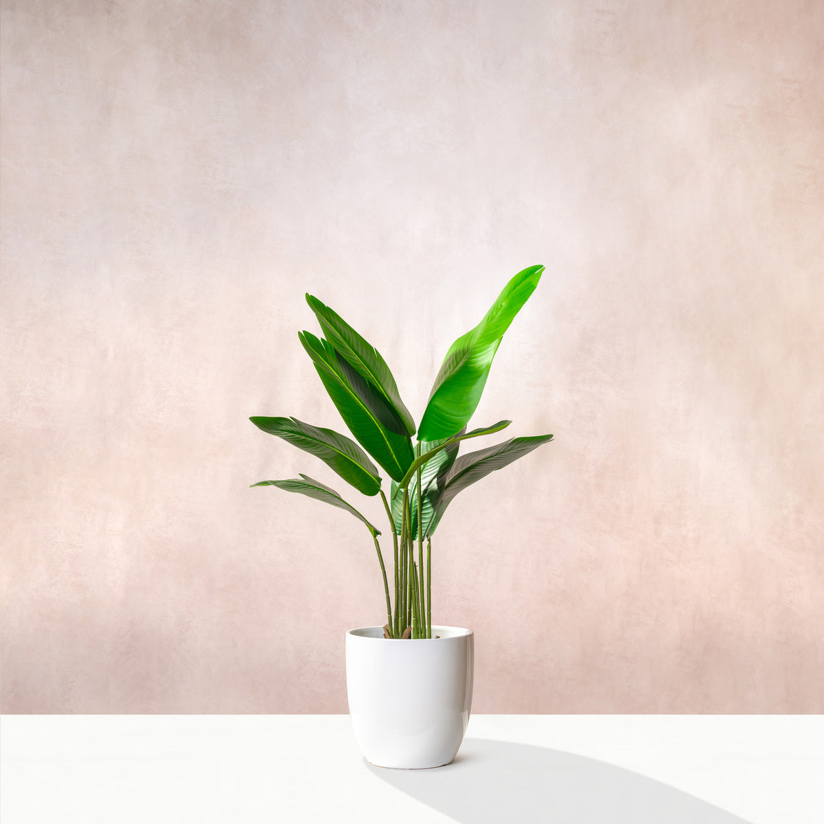 Artificial Bird Of Paradise Dark Green Foliage 120 cm (W/O pot)