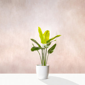 Artificial Bird Of Paradise  (W/O pot)