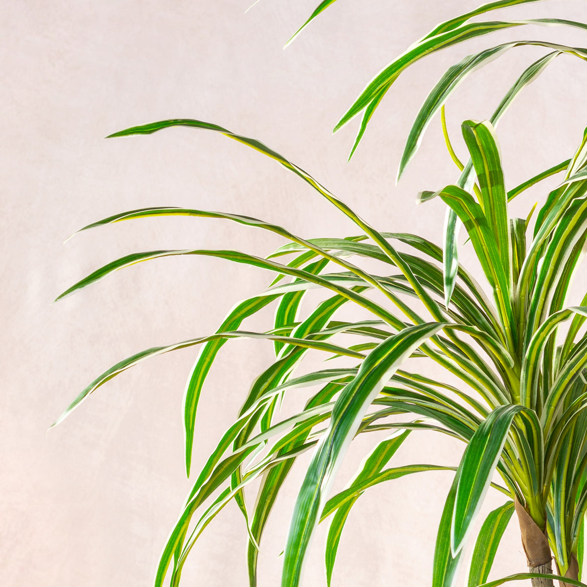 Artificial Variegated Dracaena Marginata Tree 160cm (W/O pot)