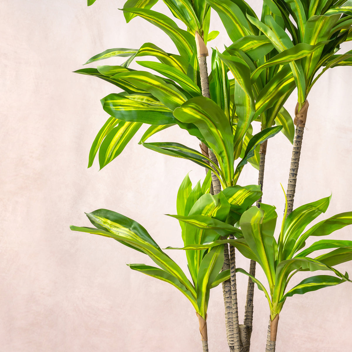 Artificial Variegated Dracaena Fragrans Tree 150cm (W/O pot)