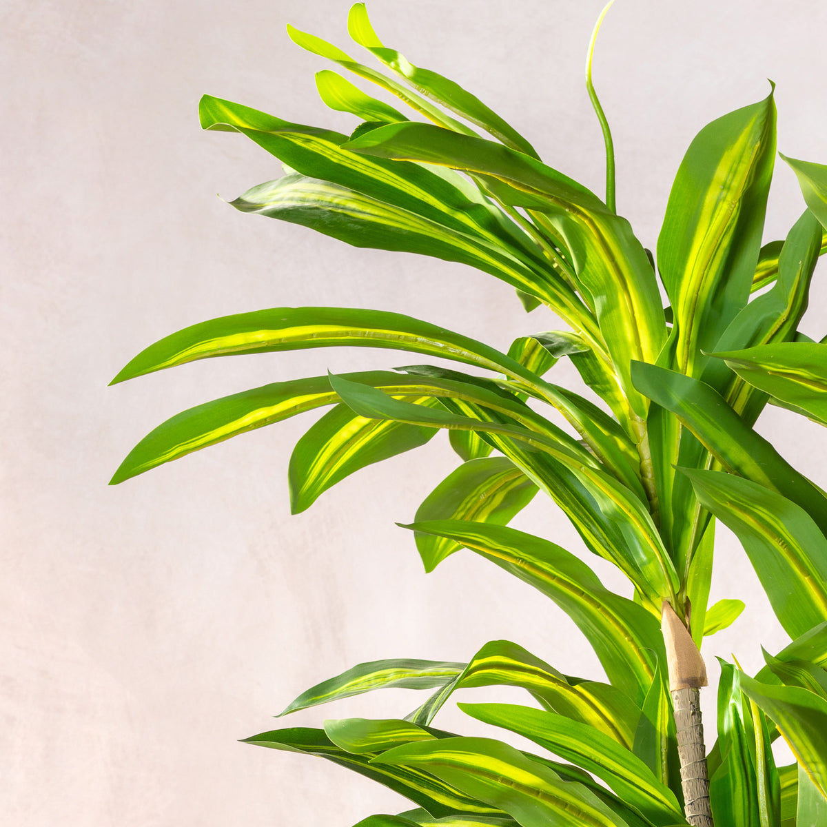 Artificial Variegated Dracaena Fragrans Tree 150cm (W/O pot)