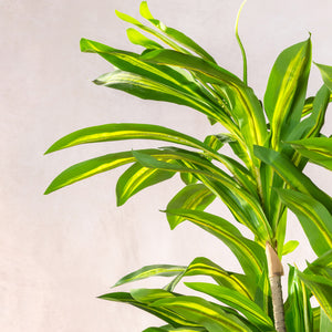 Artificial Variegated Dracaena Fragrans Tree 150cm (W/O pot)