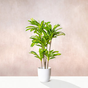 Artificial Variegated Dracaena Fragrans Tree 150cm (W/O pot)
