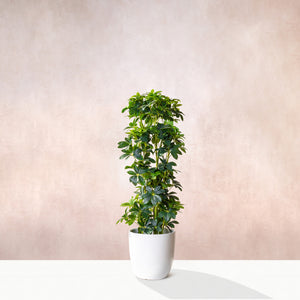 Artificial  Schefflera Tree W/O Pot