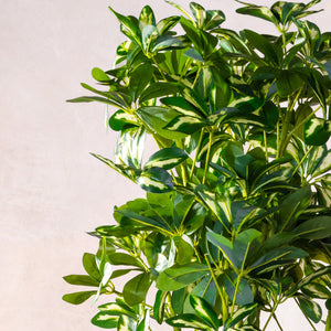 Artificial Variegated Schefflera Plant  (W/O Pot)