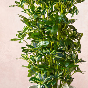 Artificial Variegated Schefflera Plant  (W/O Pot)
