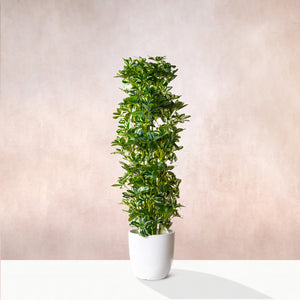 Artificial Variegated Schefflera Plant  (W/O Pot)