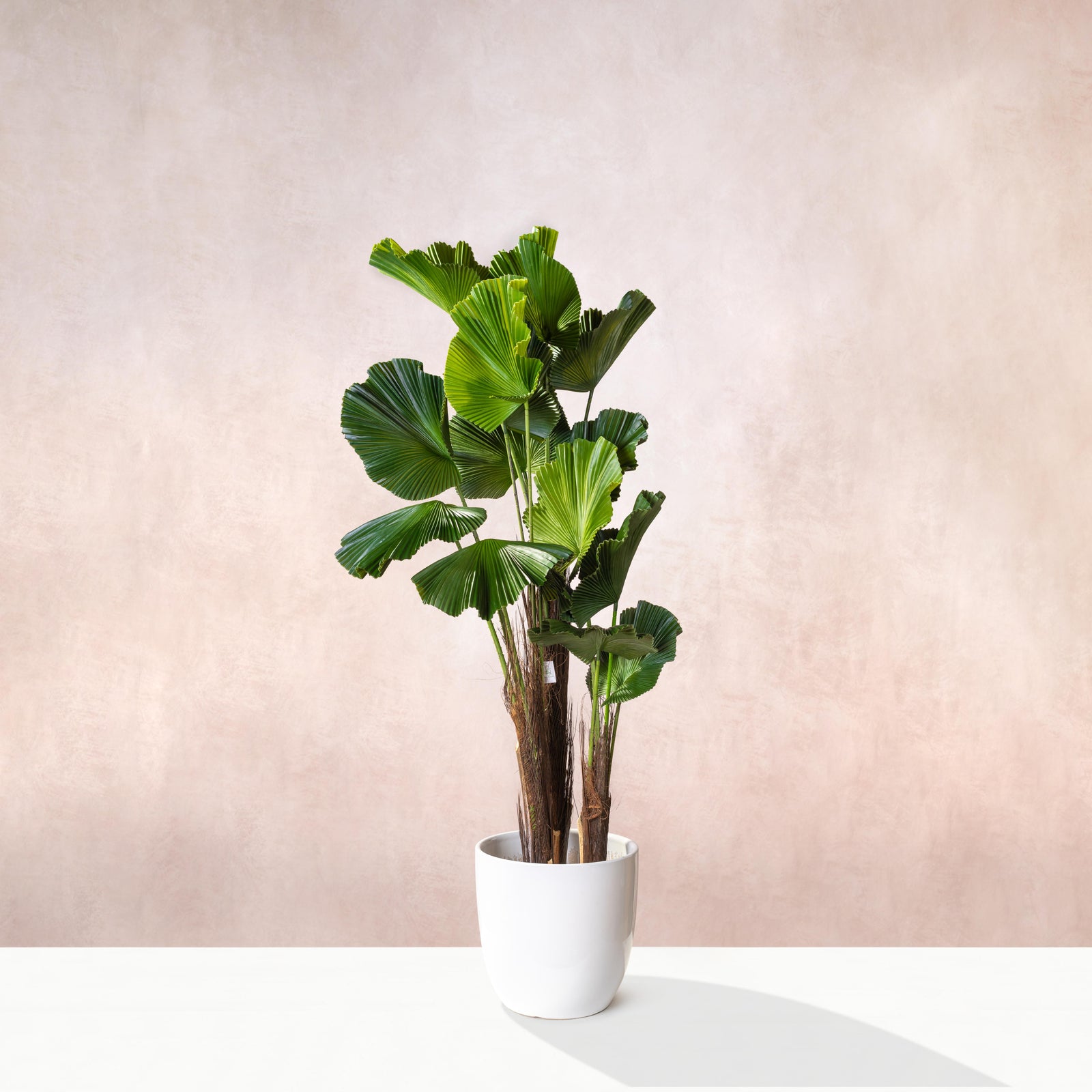 Artificial Ruffled Fan Palm Tree (W/O pot)