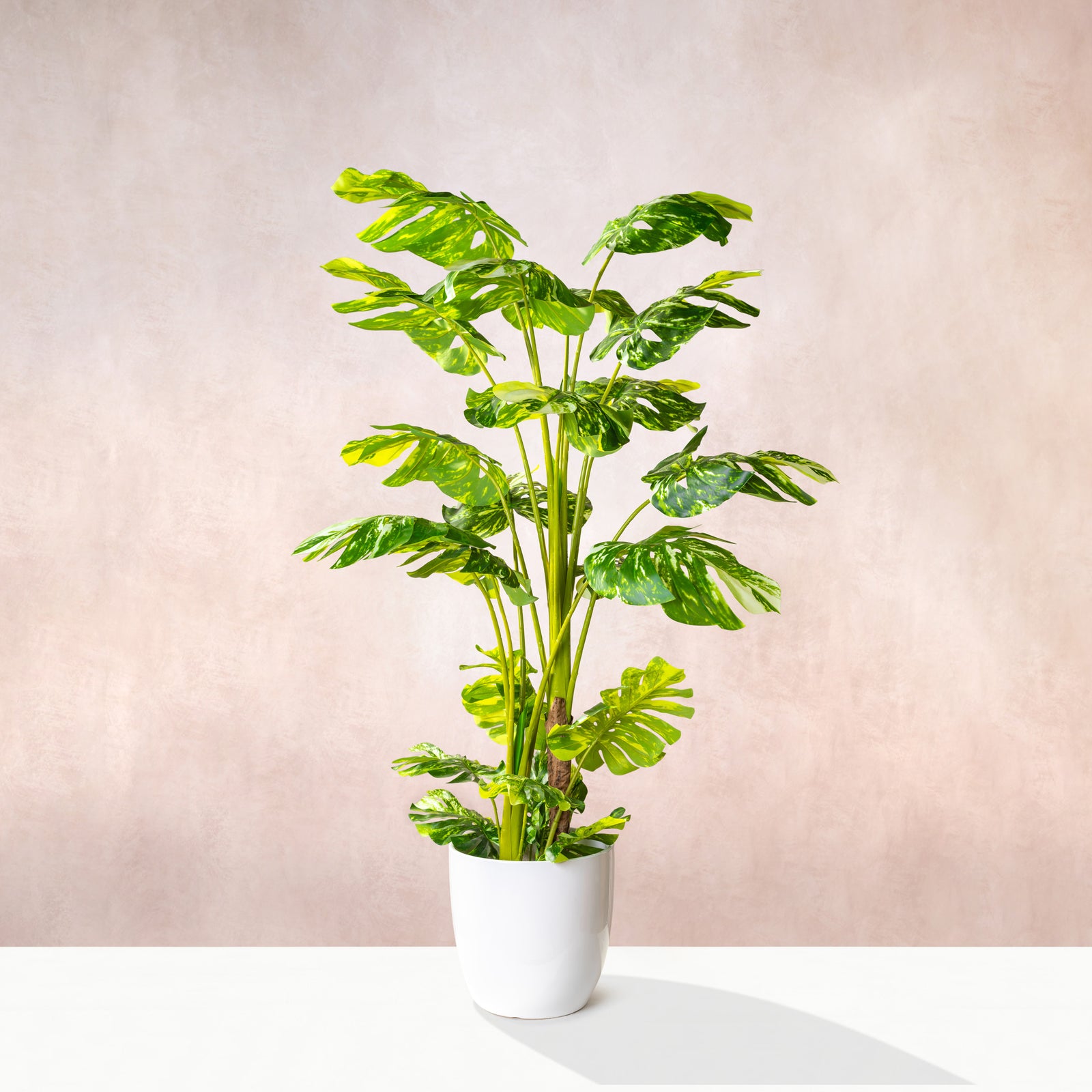 Artificial Variegated Monstera Tree (W/O pot)