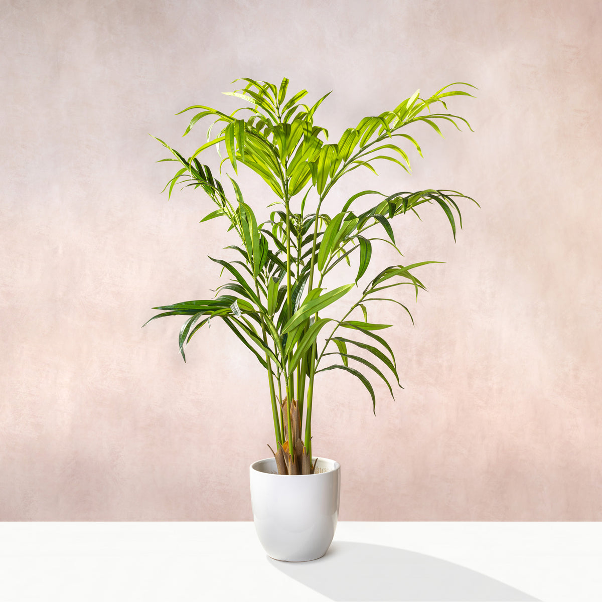 Artificial Kentia Palm Tree (W/O pot)