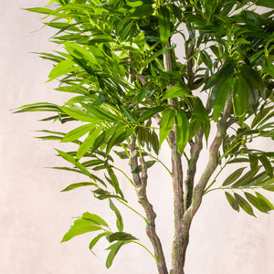 Artificial Dracaena Reflexa Tree 170cm (W/O pot)