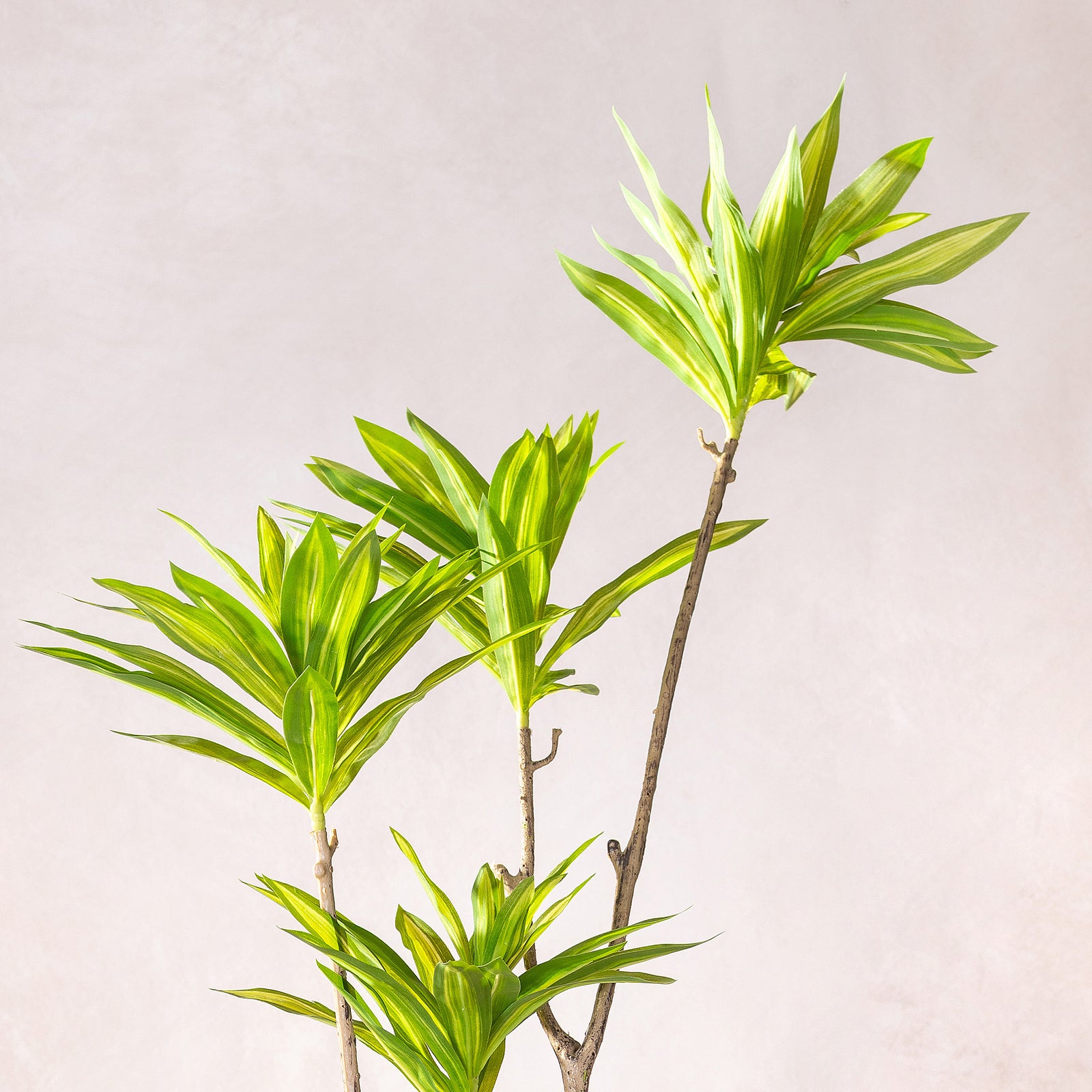 Artificial Dracaena Reflexa Tree 150cm (W/O pot)