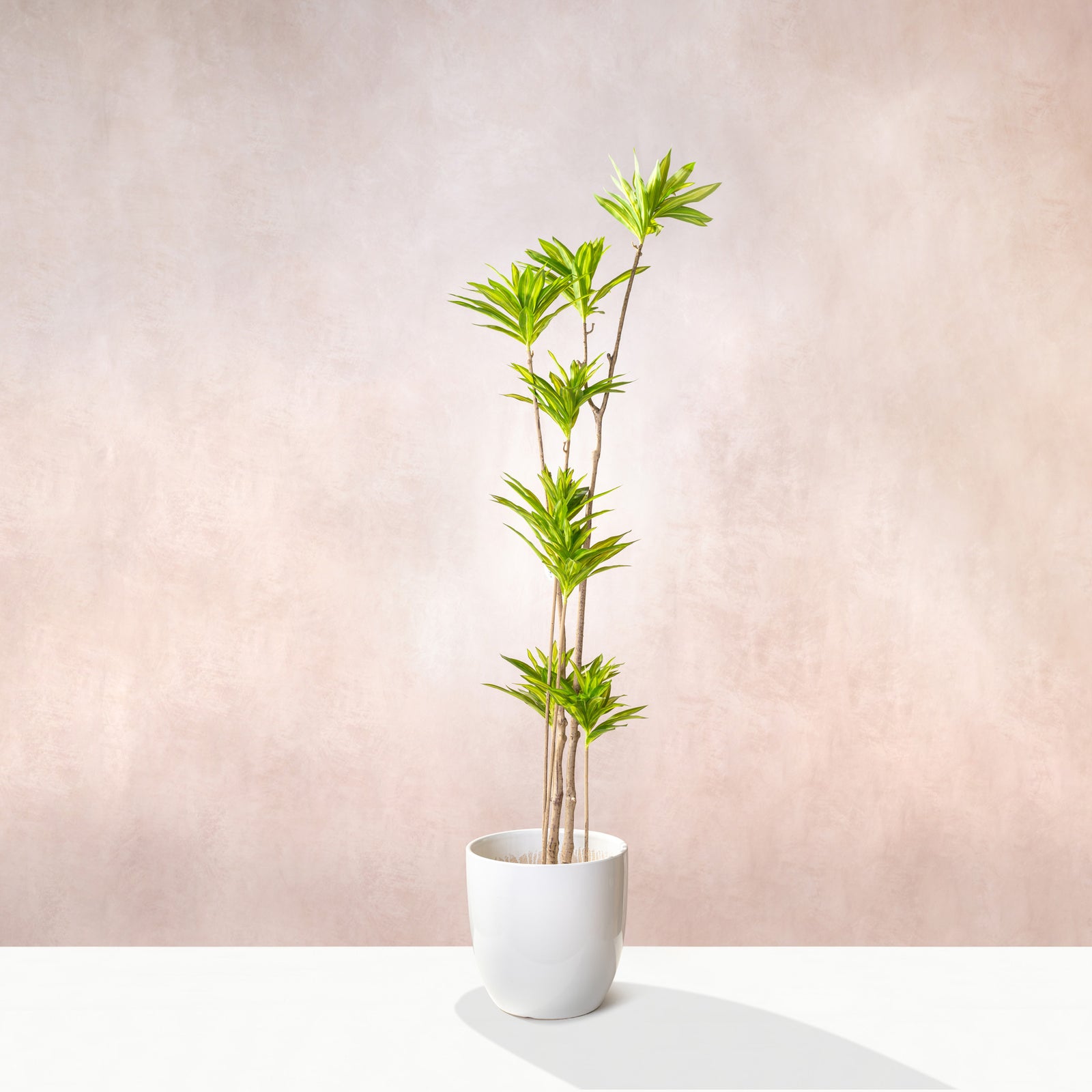 Artificial Dracaena Reflexa Tree 150cm (W/O pot)