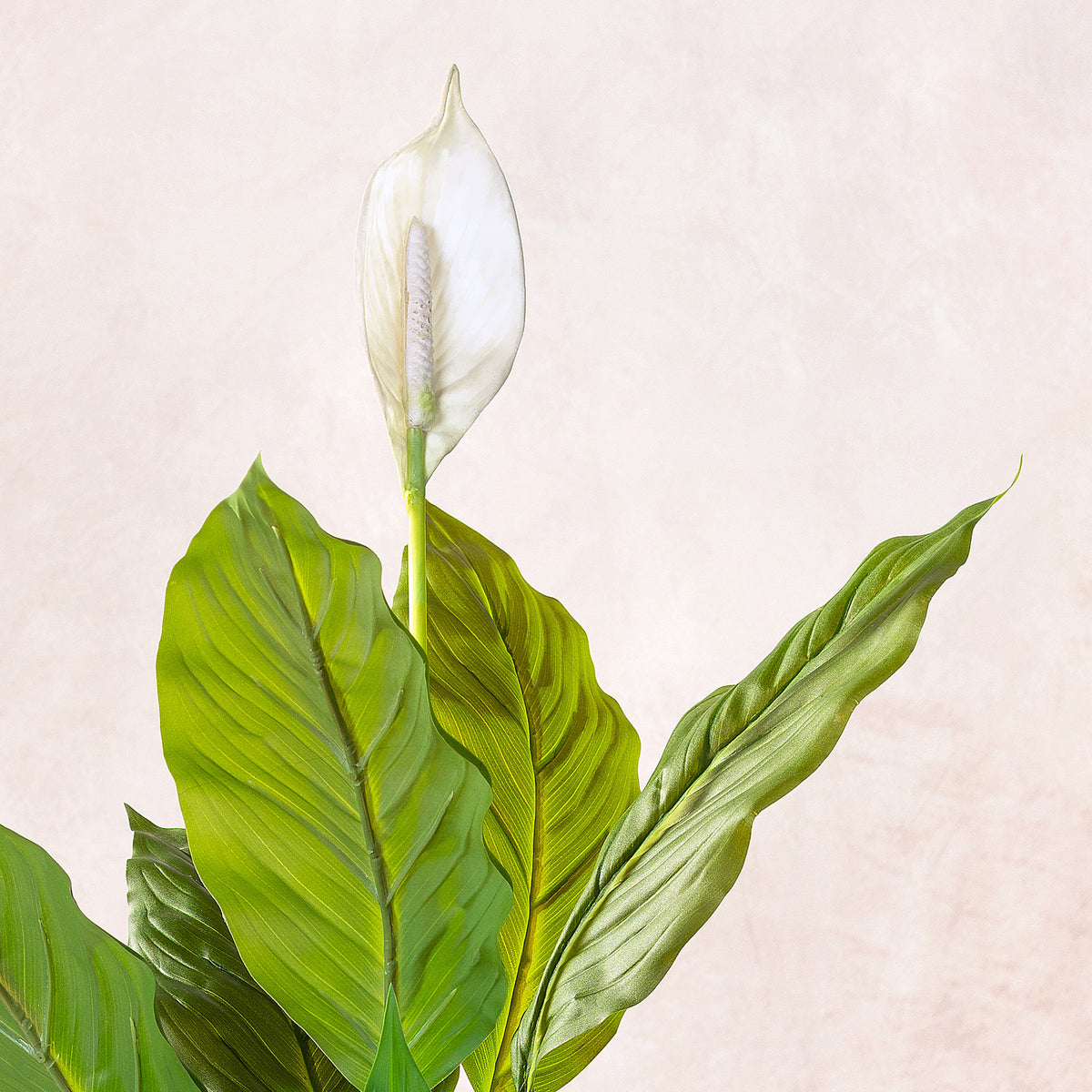 Artificial Peace Lilly Plant 75cm (W/O pot)