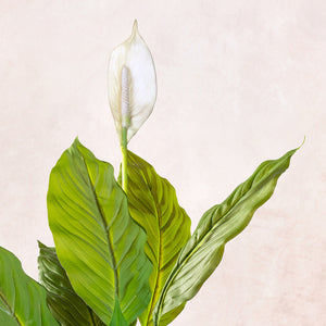 Artificial Peace Lilly Plant 75cm (W/O pot)