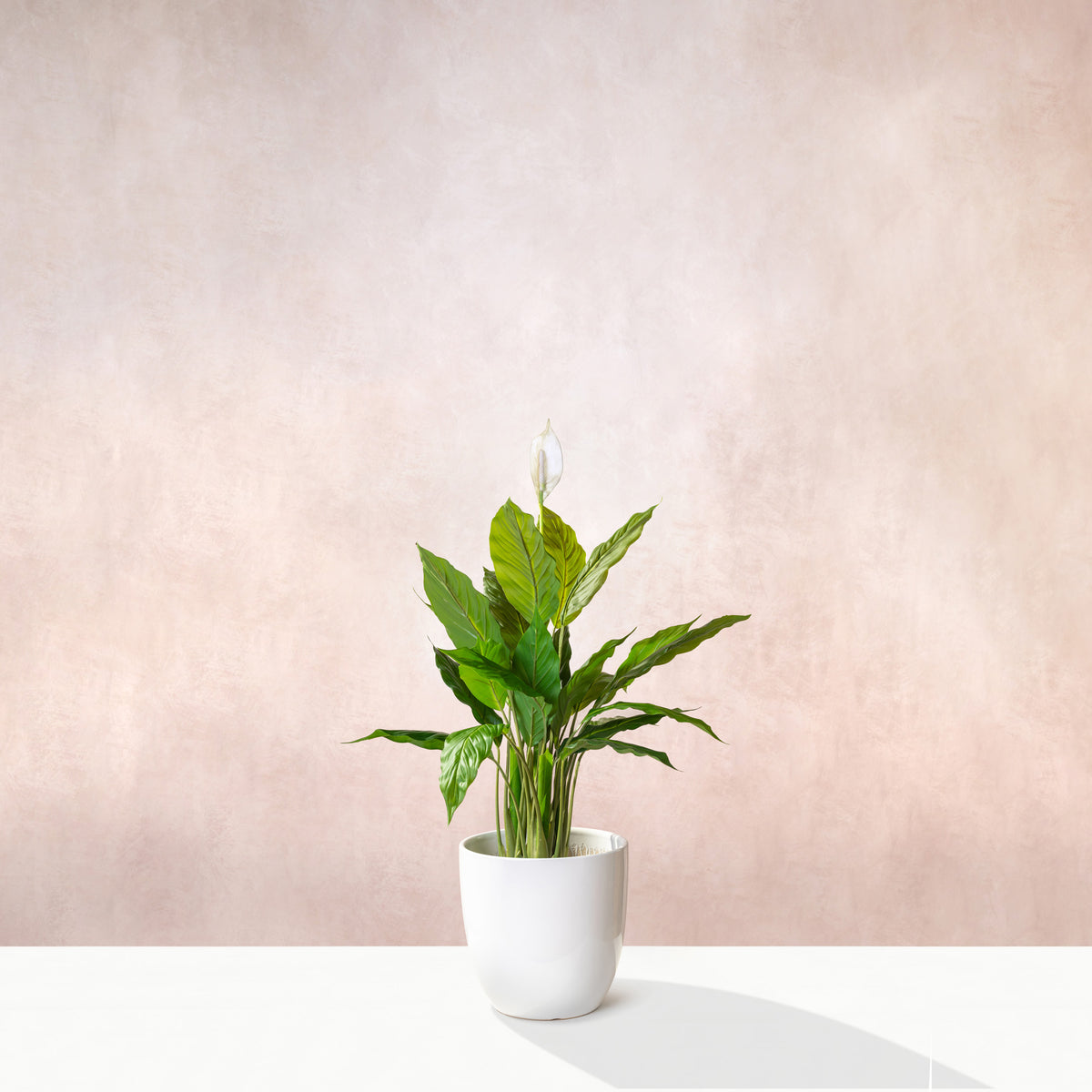 Artificial Peace Lilly Plant 75cm (W/O pot)