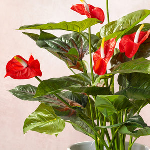 Artificial Anthurium Plant-Flamingo Flower 50cm (W/O pot)