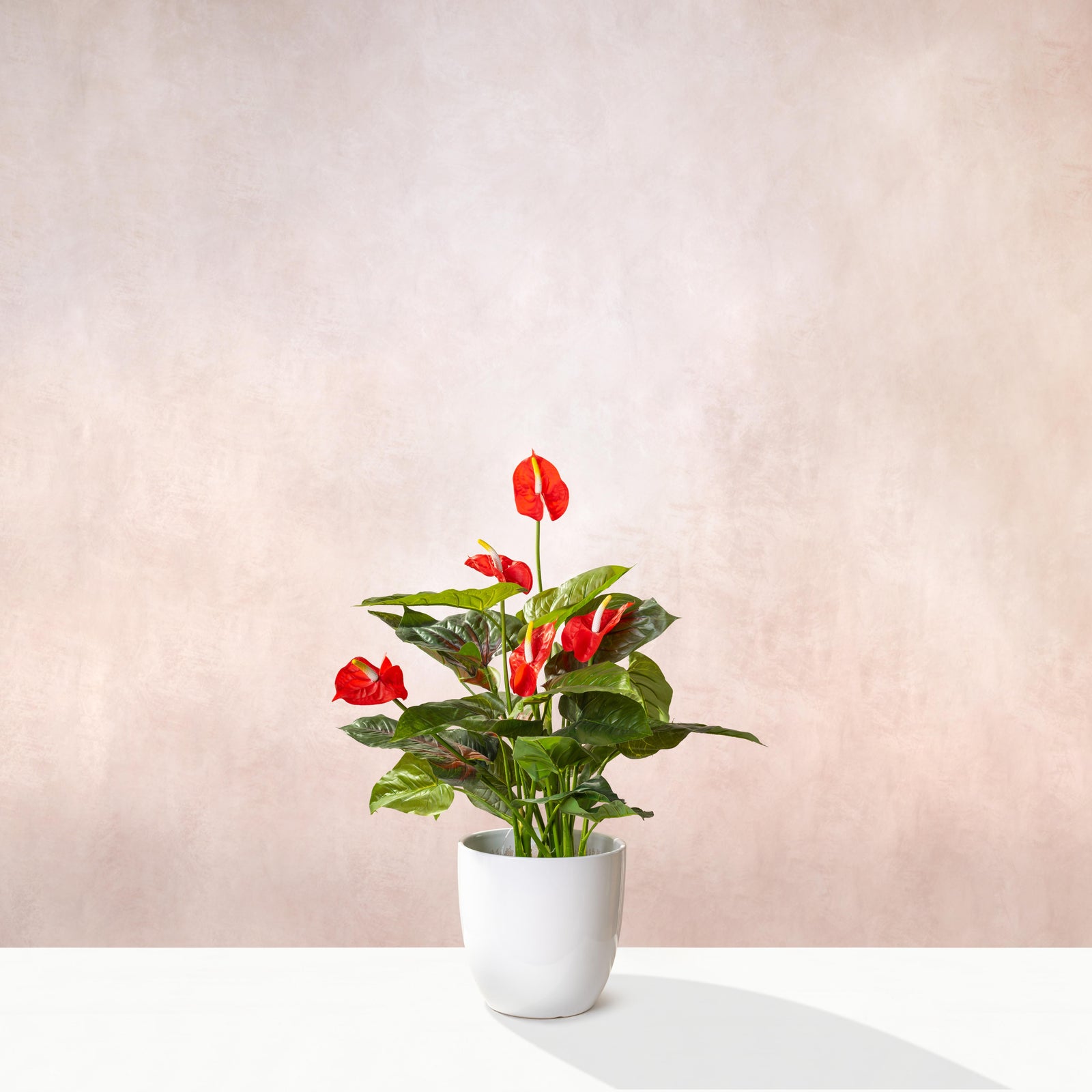 Artificial Anthurium Plant-Flamingo Flower 50cm (W/O pot)