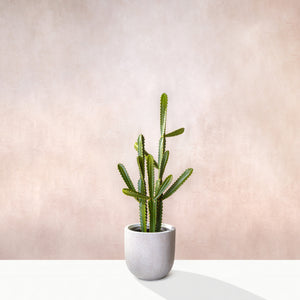 Artificial Euphorbia Cactus 110cm (W/O pot)