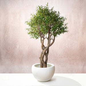 Artificial Handmade Bended Olive Tree 210cm (W/O pot)