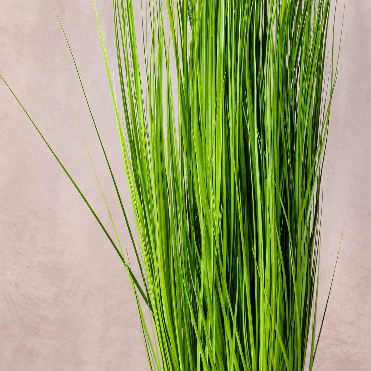 Artificial White Pampas Grass 150cm (W/O pot)