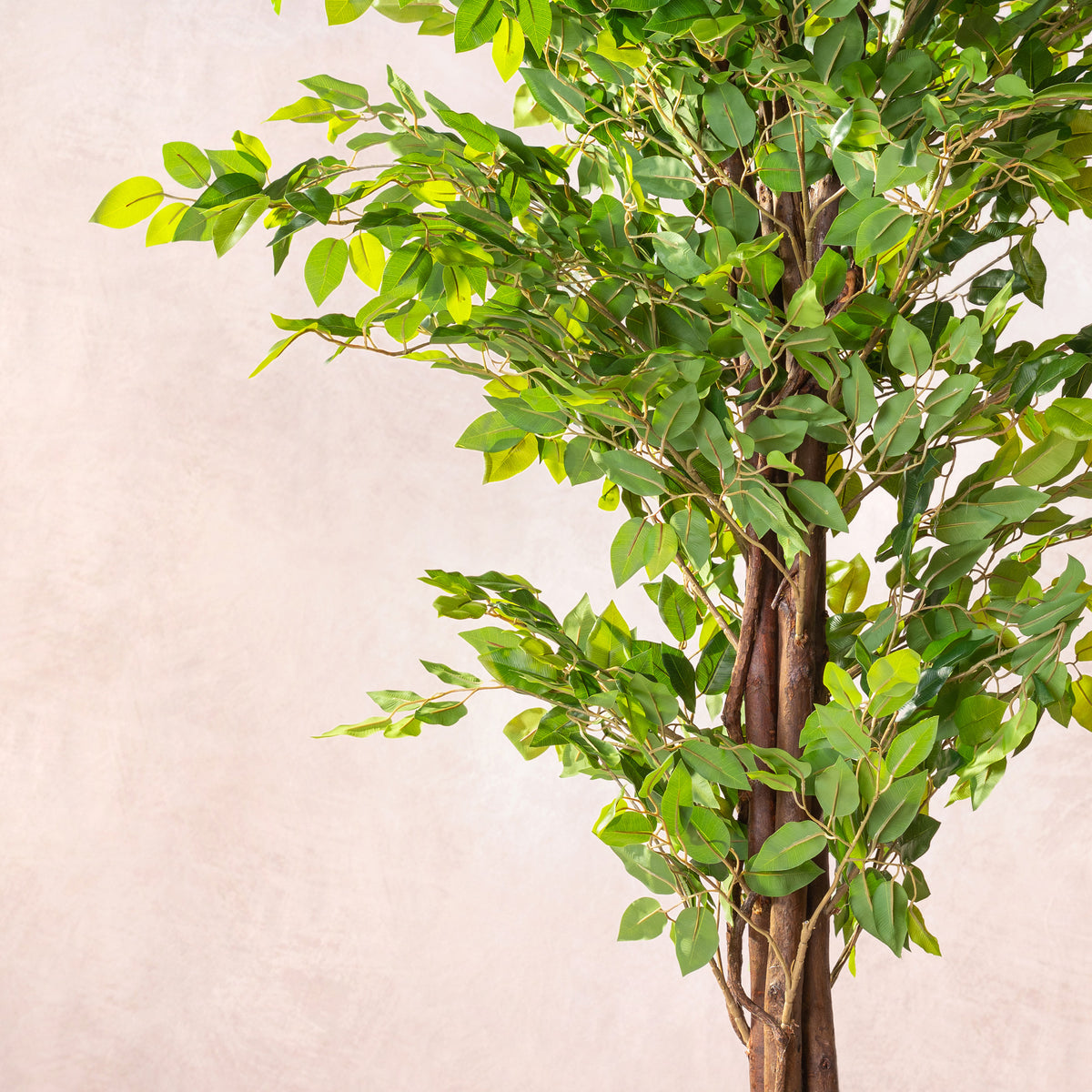 Artificial Ficus Tree - Natural Trunk (W/O Pot)