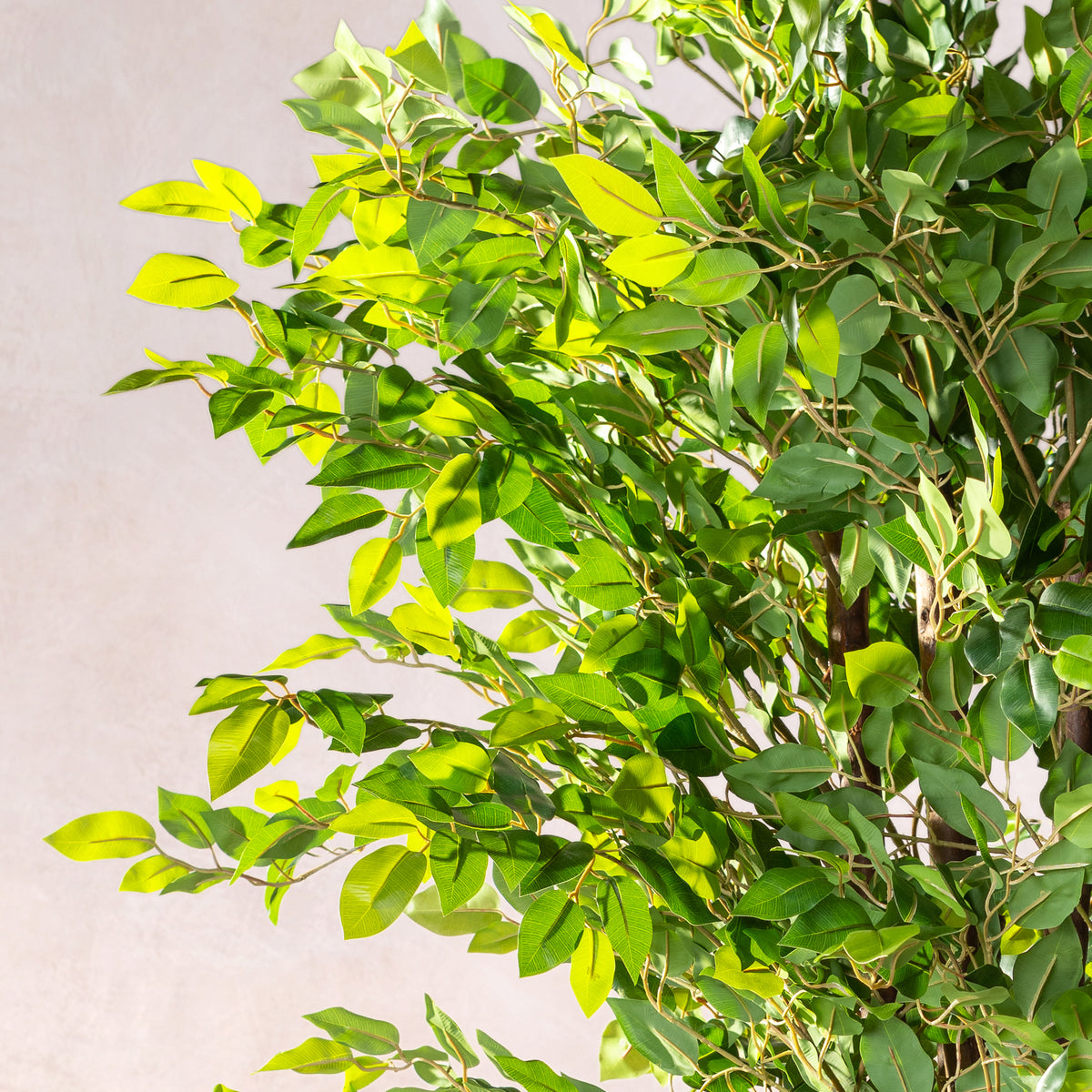 Artificial Ficus Tree - Natural Trunk (W/O Pot)