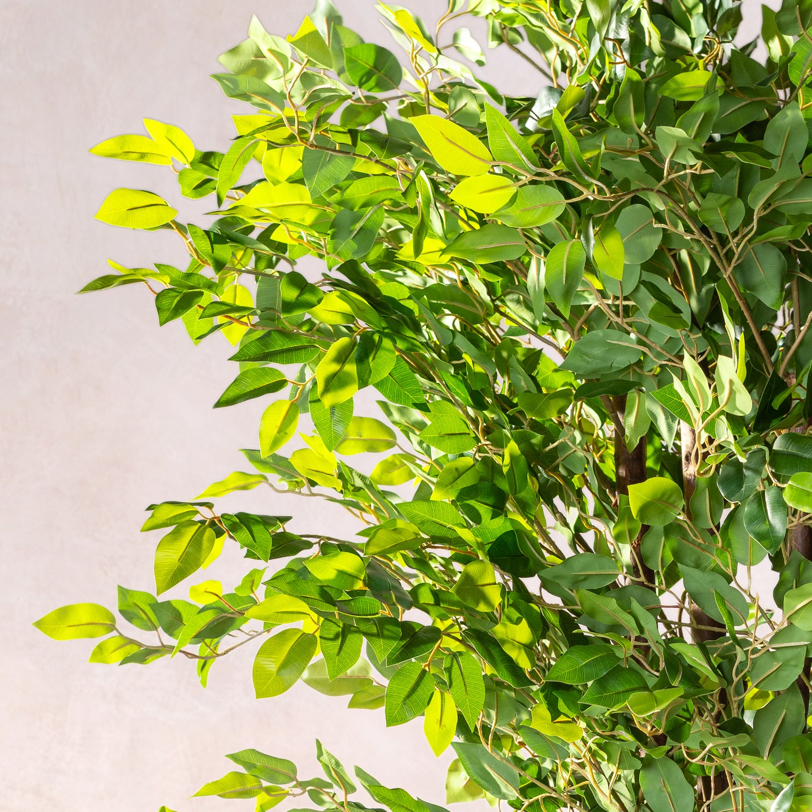 Artificial Ficus Tree - Natural Trunk (W/O Pot)