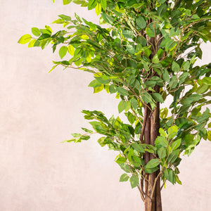 Artificial Ficus Tree - Natural Trunk (W/O Pot)