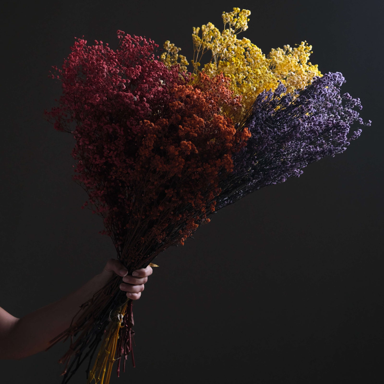 Dried Gypsophila Broom Bloom - Rose