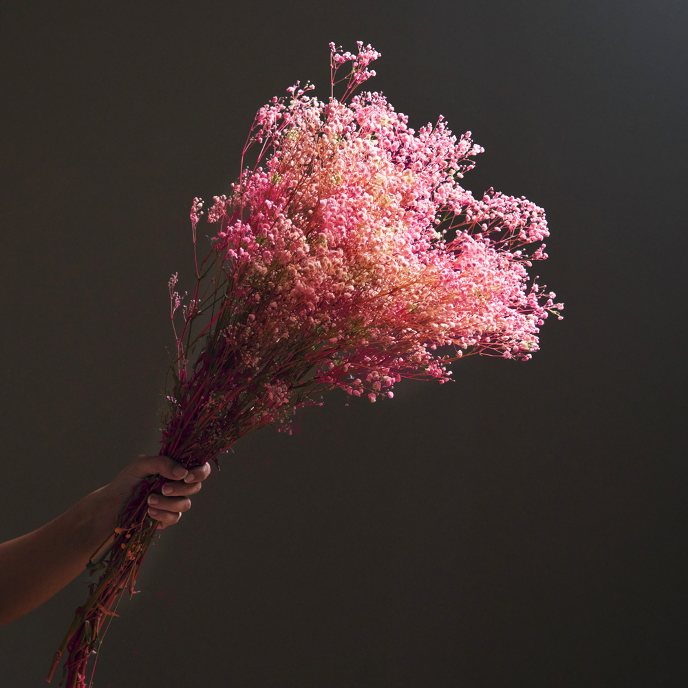 Dried Gypsophila BroomBloom - Rosè