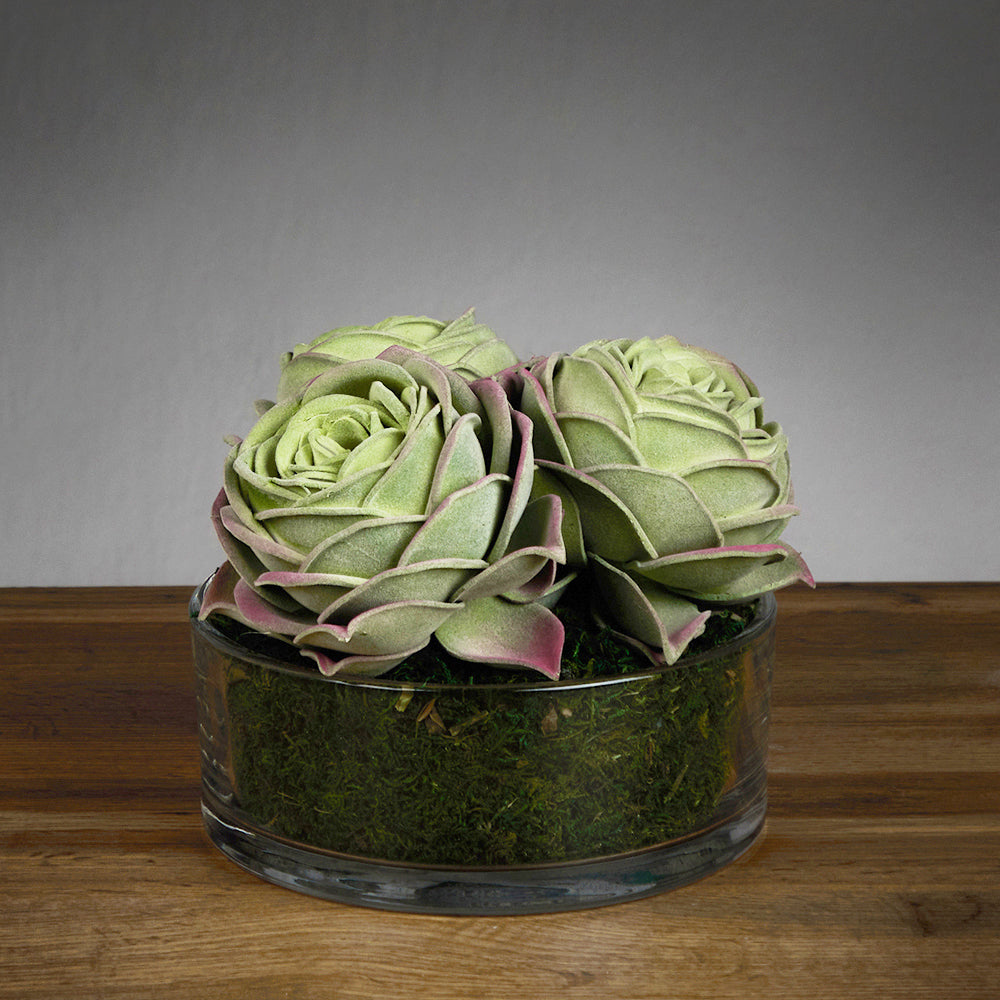 Trio Succulent Arrangement