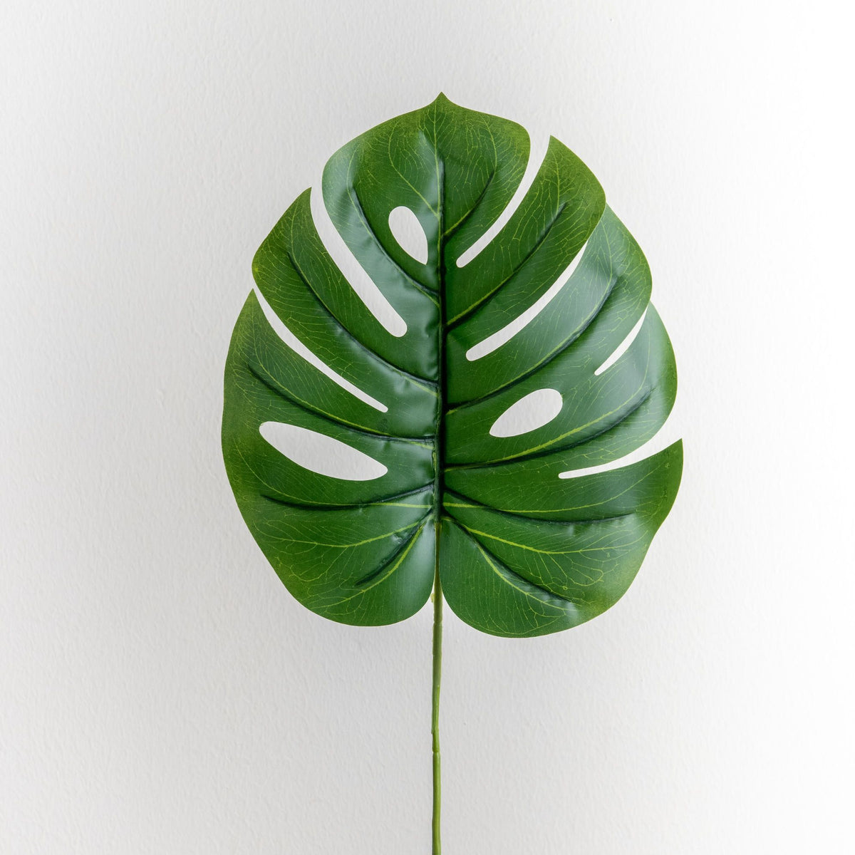 Monstera