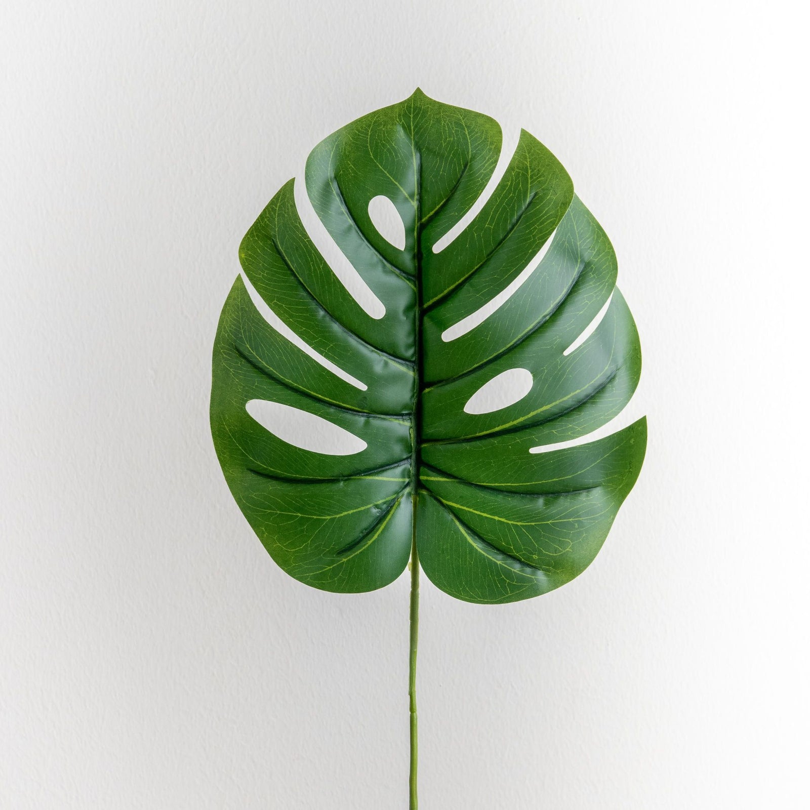 Monstera